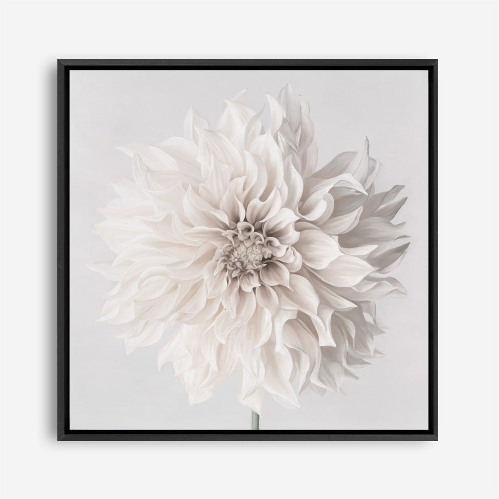 Cream White Dahlia Flower (Square) Canvas Print
