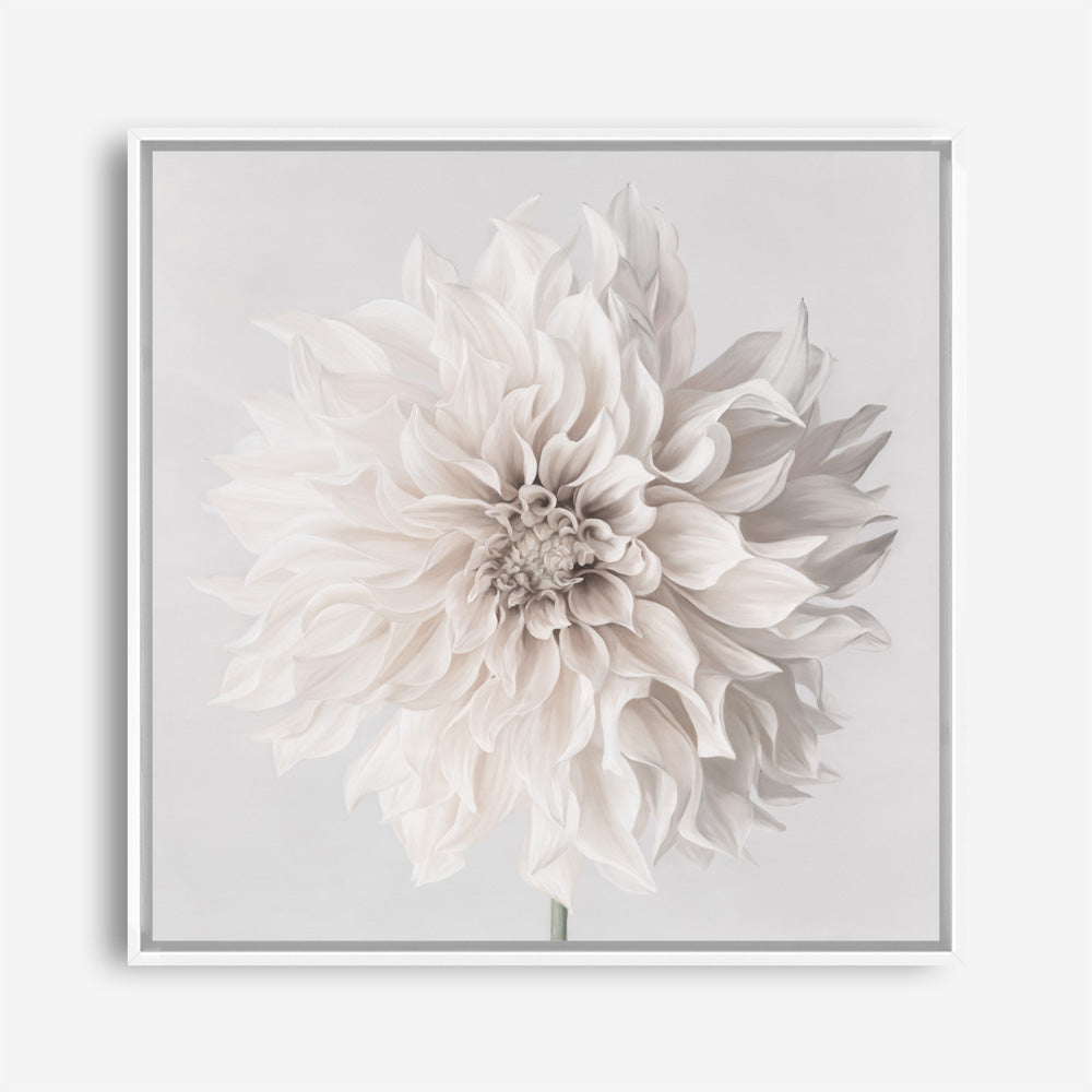 Cream White Dahlia Flower (Square) Canvas Print