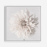 Cream White Dahlia Flower (Square) Canvas Print