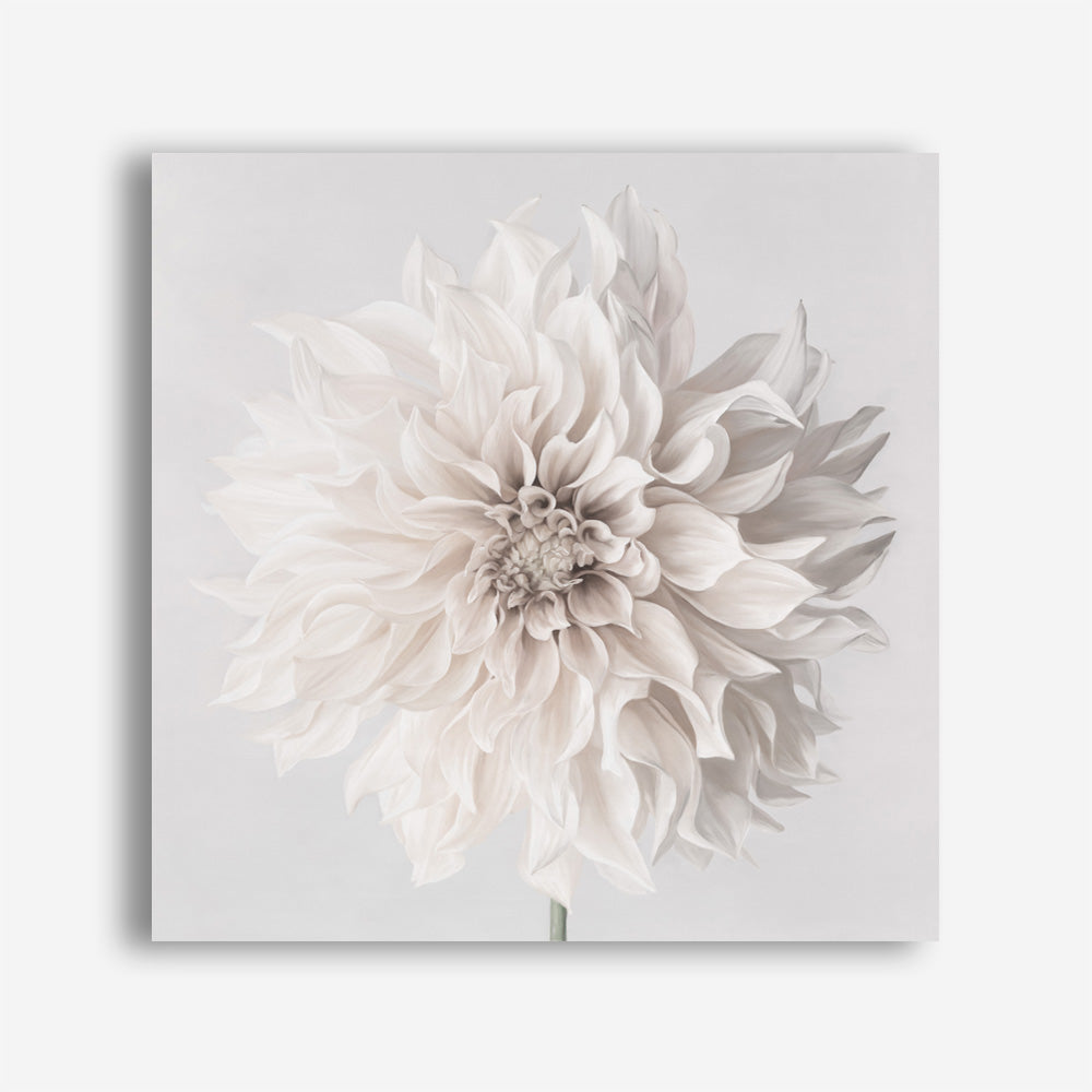 Cream White Dahlia Flower (Square) Canvas Print