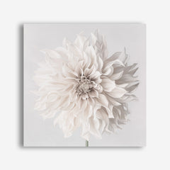Cream White Dahlia Flower (Square) Canvas Wall Art Print