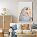 Sammy The Budgerigar Canvas Print