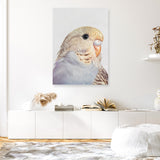 Sammy The Budgerigar Canvas Print