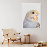 Sammy The Budgerigar Canvas Print