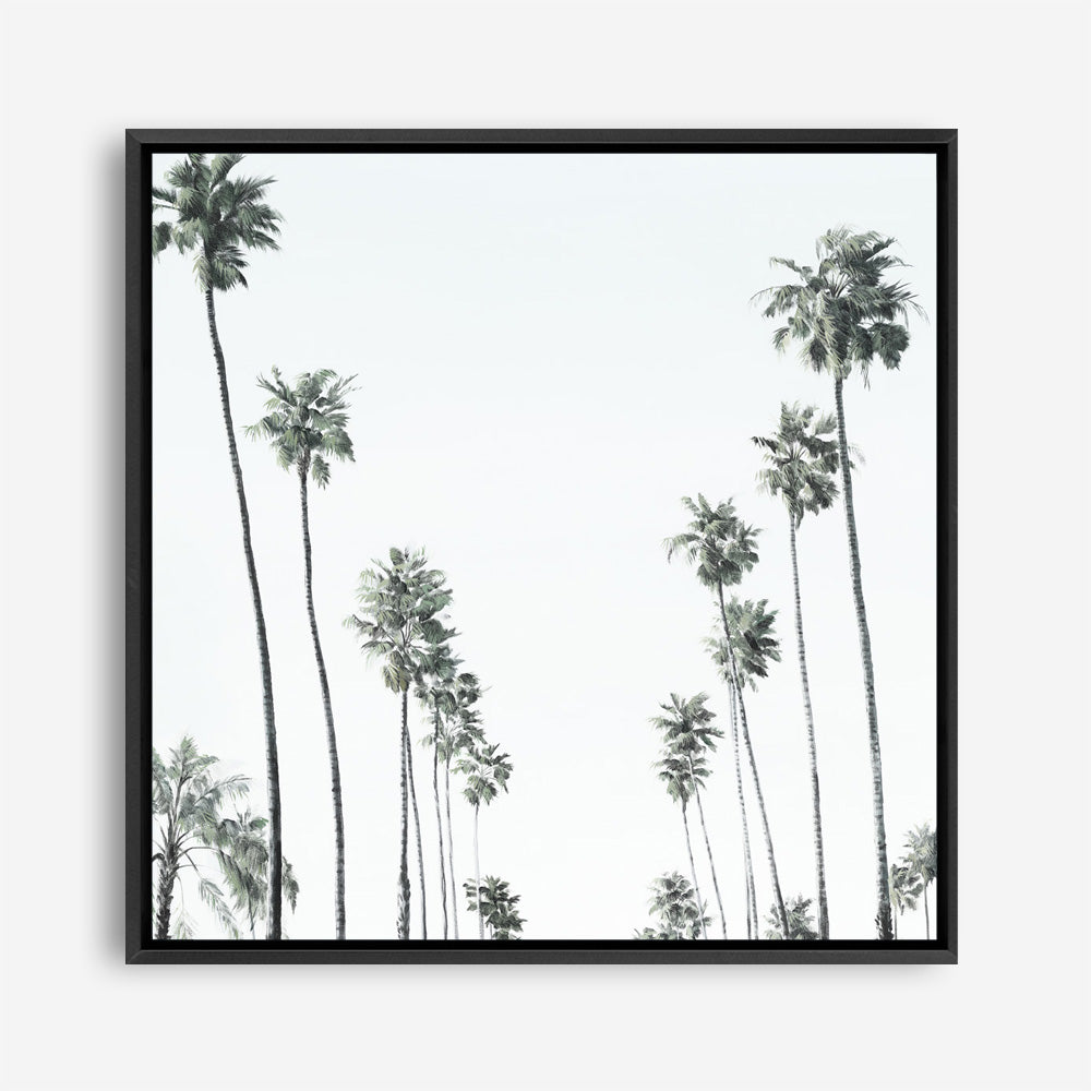 California Palms II (Square) Canvas Print