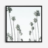 California Palms II (Square) Canvas Print