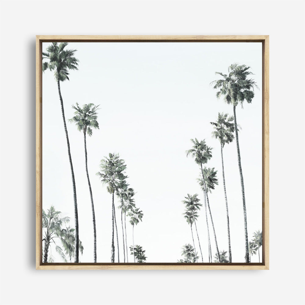 California Palms II (Square) Canvas Print