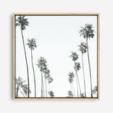 California Palms II (Square) Canvas Print