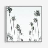 California Palms II (Square) Canvas Print