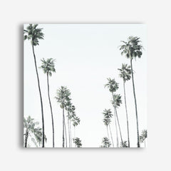 California Palms II (Square) Canvas Wall Art Print