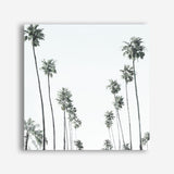 California Palms II (Square) Canvas Print