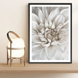 White Dahlia Art Print