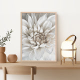 White Dahlia Art Print