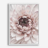 Divine Dahlia II Canvas Wall Art Print