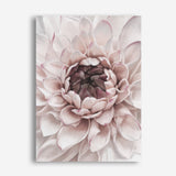 Divine Dahlia II Canvas Wall Art Print
