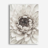 Divine Dahlia III Canvas Wall Art Print