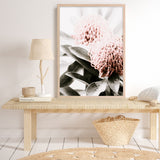 Waratah Flowers II Photo Art Print