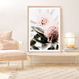 Waratah Flowers II Photo Art Print