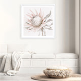 King Protea II (Square) Photo Art Print