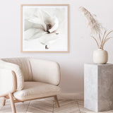 White Magnolia (Square) Photo Art Print