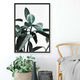 Rubber Plant II Art Print