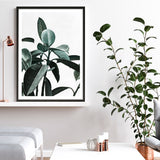 Rubber Plant II Art Print
