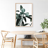 Rubber Plant II Art Print
