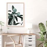 Rubber Plant II Art Print