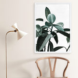 Rubber Plant II Art Print