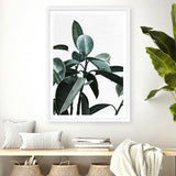 Rubber Plant II Art Print