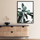 Rubber Plant II Canvas Print