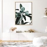 Rubber Plant II Canvas Print