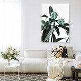 Rubber Plant II Canvas Print