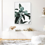 Rubber Plant II Canvas Print