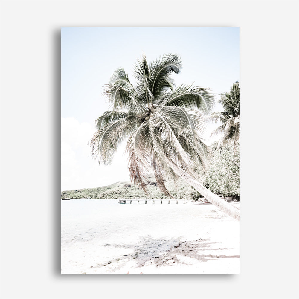 Palm Shadow Photo Canvas Print